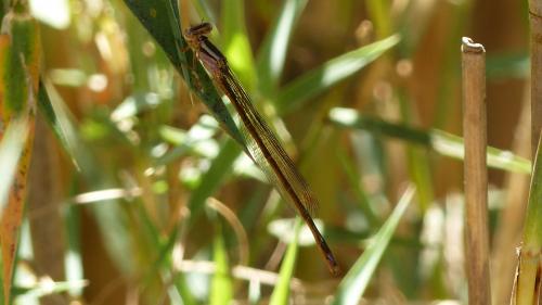 Réf. 242 501 : Pseudagrion malgassicum